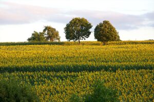 SAMSUN (AA) – Samsun'un Vezirköprü ilçesinde ayçiçeklerinin açmasıyla tarlalar sarıya