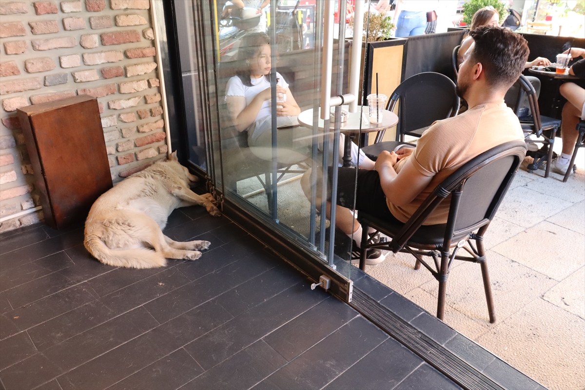 Sıcaktan bunalan sahipsiz köpekler klimalı mağazalarda serinliyor