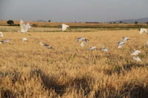 KONYA (AA) – Konya'nın Hüyük ilçesinde hububat hasadının başlamasıyla Beyşehir