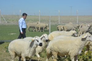 - "Ülkemiz hayvancılığına önem veriyoruz, hayvancılığın gelişmesine çaba sarf ediyoruz"
