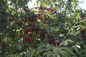 AFYONKARAHİSAR (AA) – ARİF YAVUZ – Türkiye'de vişne üretiminde ilk