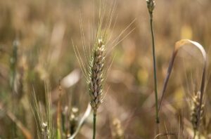 ERZURUM (AA) – İSMAİL HAKKI DEMİR – Tarım ve hayvancılığın
