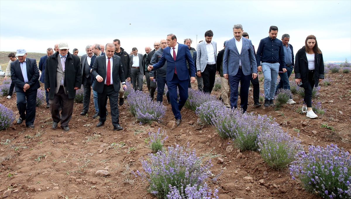 Tokat'ta atıl tarım arazisine dikilen lavantaların hasadı yapıldı