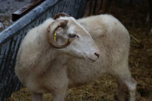 ÜSKÜP (AA) – Türkiye Diyanet Vakfı (TDV) tarafından Kuzey Makedonya'nın