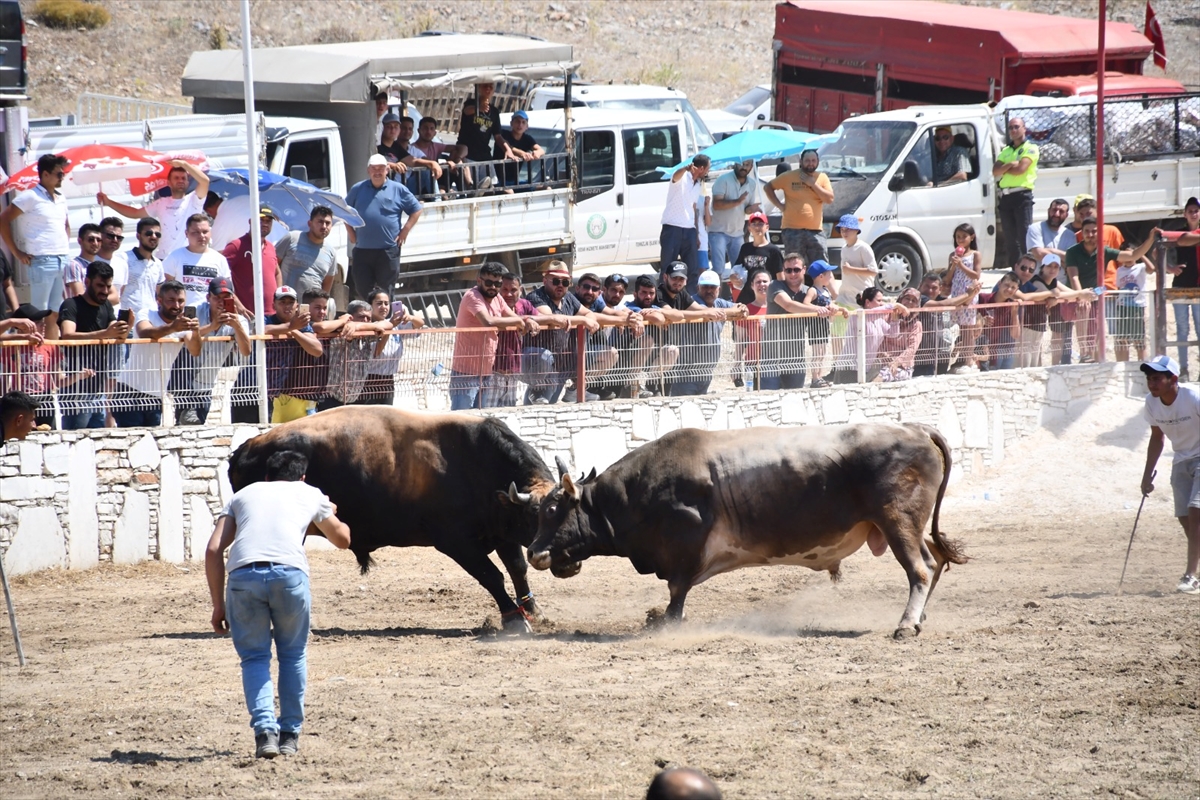 Yatağan'da Boğa Güreşi Festivali düzenlendi