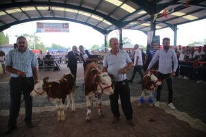 - Festival kapsamında en iyi sarımsak üreticisi", "en iyi buzağı