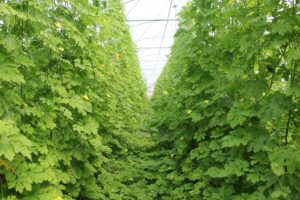 ANKARA (AA ) – Ankara'nın Beypazarı ilçesi Kayabükü Mahallesi uhtarı