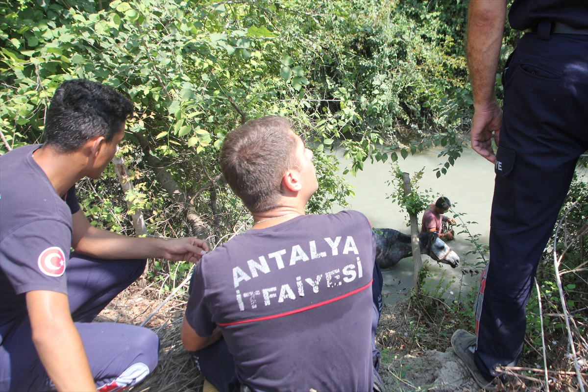 Antalya'da dereye düşen atı, itfaiye ekipleri kurtardı