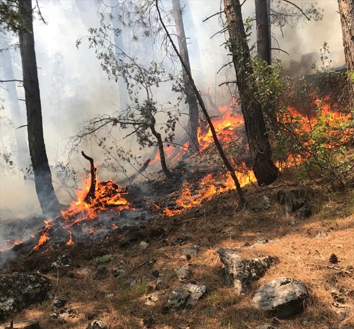 Antalya'da ormanlık alanda yangın çıktı