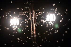 ARDAHAN (AA) – Ardahan'da, bir günlük ömrü olan ve bu