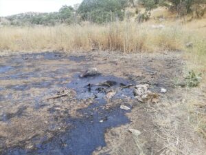 BATMAN (AA) – Batman'ın Beşiri ilçesinde bataklığa saplanan çizgili sırtlan