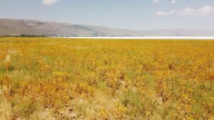 KAYSERİ (AA) – MÜZAHİM ZAHİD TÜZÜN – Kayseri'nin Bünyan ilçesinde