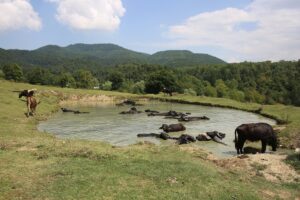 BOLU (AA) – Bolu'da besicilik yapan köylüler, mandalarını ağustos sıcağında