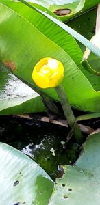 BOLU (AA) – Bolu'da, doğal güzellikleri ile ünlü Abant, Gölcük