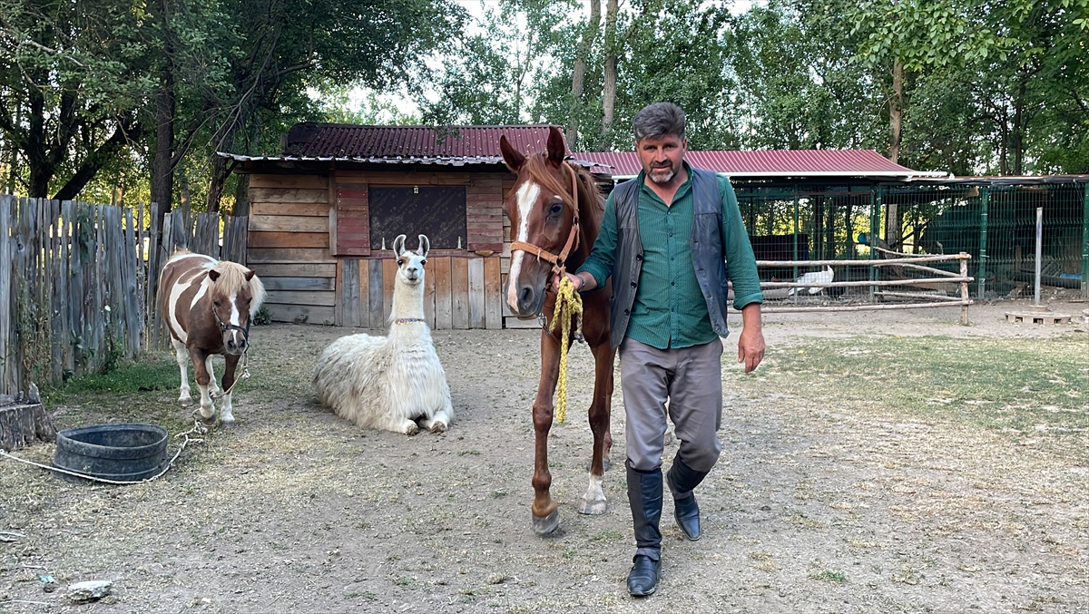 Boynu kesilen atını damara yerleştirdiği bahçe hortumuyla kurtardı