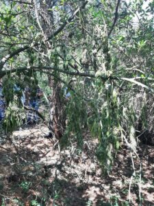 BURSA (AA) – Bursa'da düzenlenen uyuşturucu operasyonunda gözaltına alınan 2