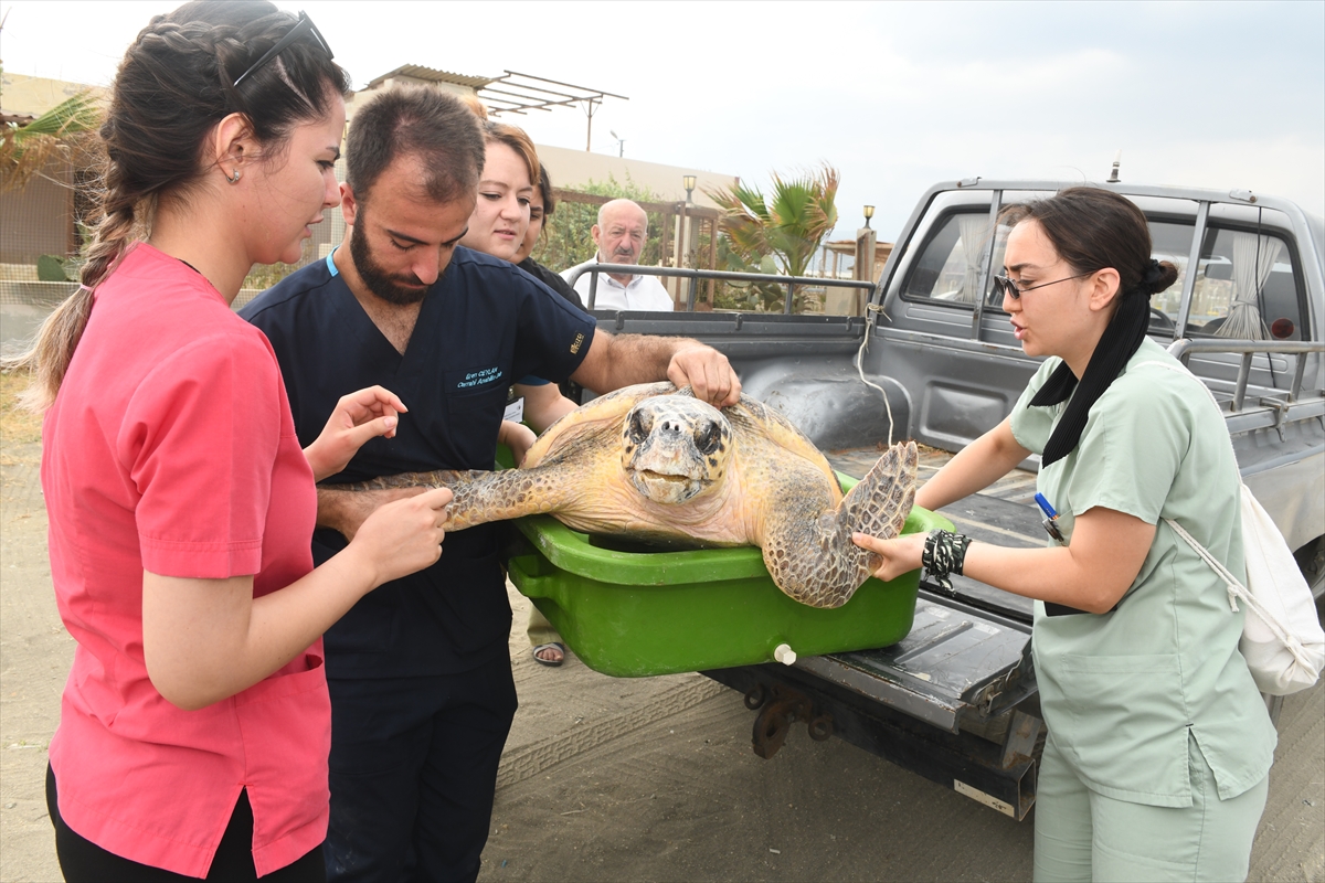 Deniz kaplumbağaları “Mavi” ve “Deniz” tedavi edilip mavi sulara uğurlandı