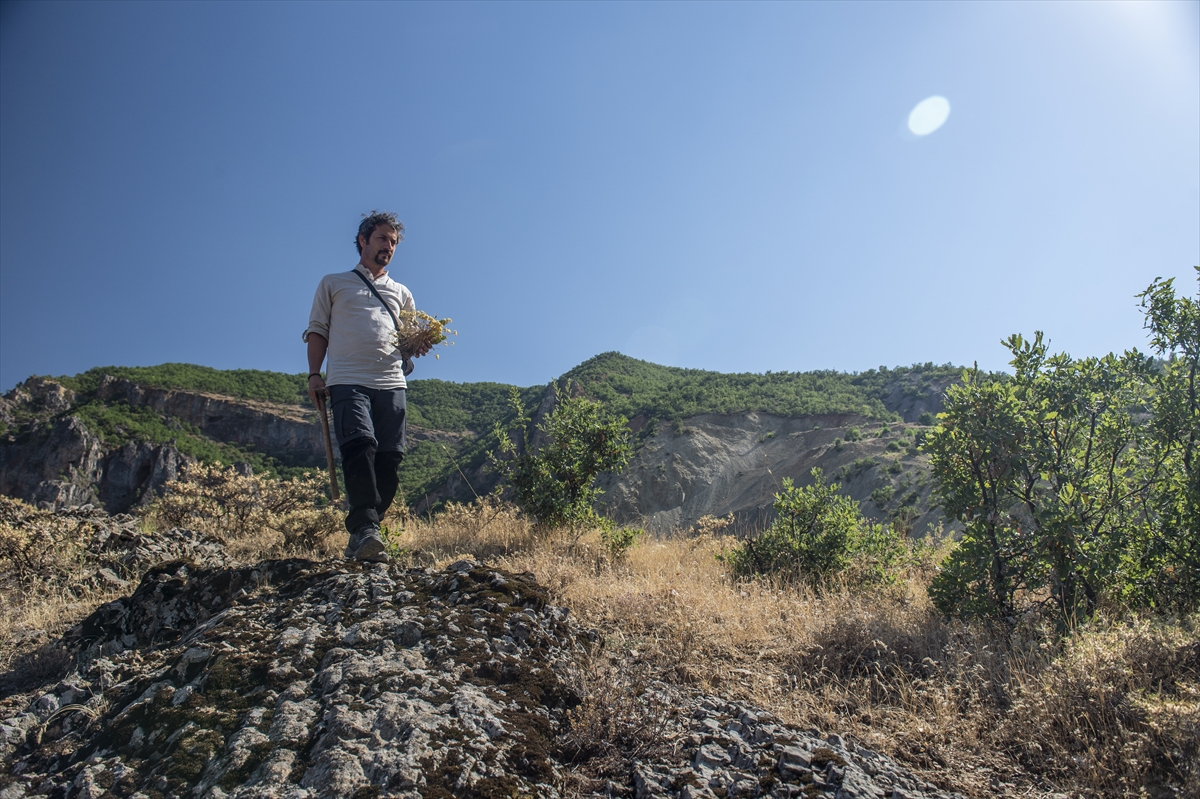 Doğasever akademisyen Tunceli dağlarında endemik bitkilerin izini sürüyor