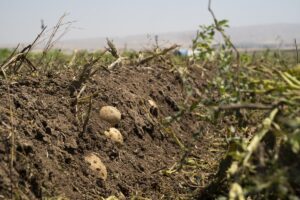 DUHOK (AA) – Irak’ın Duhok kentindeki patates üretimi geçen seneye