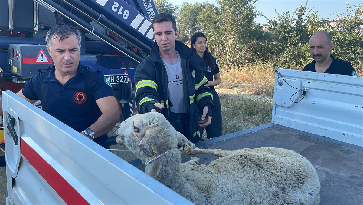 Edirne'de kanalizasyona düşen koyun kurtarıldı