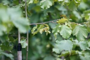 - Düzce Üniversitesi bünyesindeki Fındık Uygulama ve Araştırma Merkezi'nde akademisyenler,