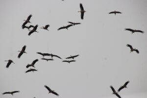 TEKİRDAĞ (AA) – Sonbaharın yaklaşmasıyla güneye göçe başlayan leylekler, Tekirdağ