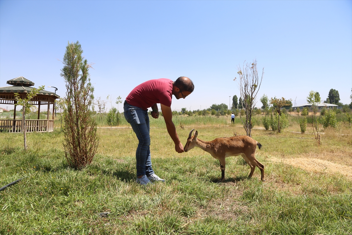 Hakkari'de yaban keçisi yavrularının körlük nedeni araştırılıyor