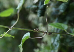 - Yaz aylarında, daha çok akşam saatlerinde ortaya çıkan vampir