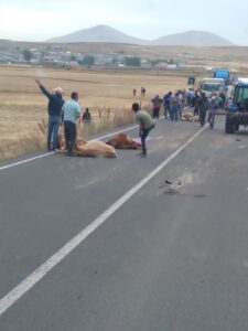 KARS (AA) – Kars'ın Selim ilçesinde su tankerinin sürüye çarptığı