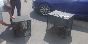 KAYSERİ (AA) – Kayseri'de arazide yaralı bulunan 3 kartal tedavi