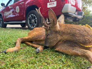 KOCAELİ (AA) – Kandıra ilçesinde denizde mahsur kalan karacayı cankurtaranlar