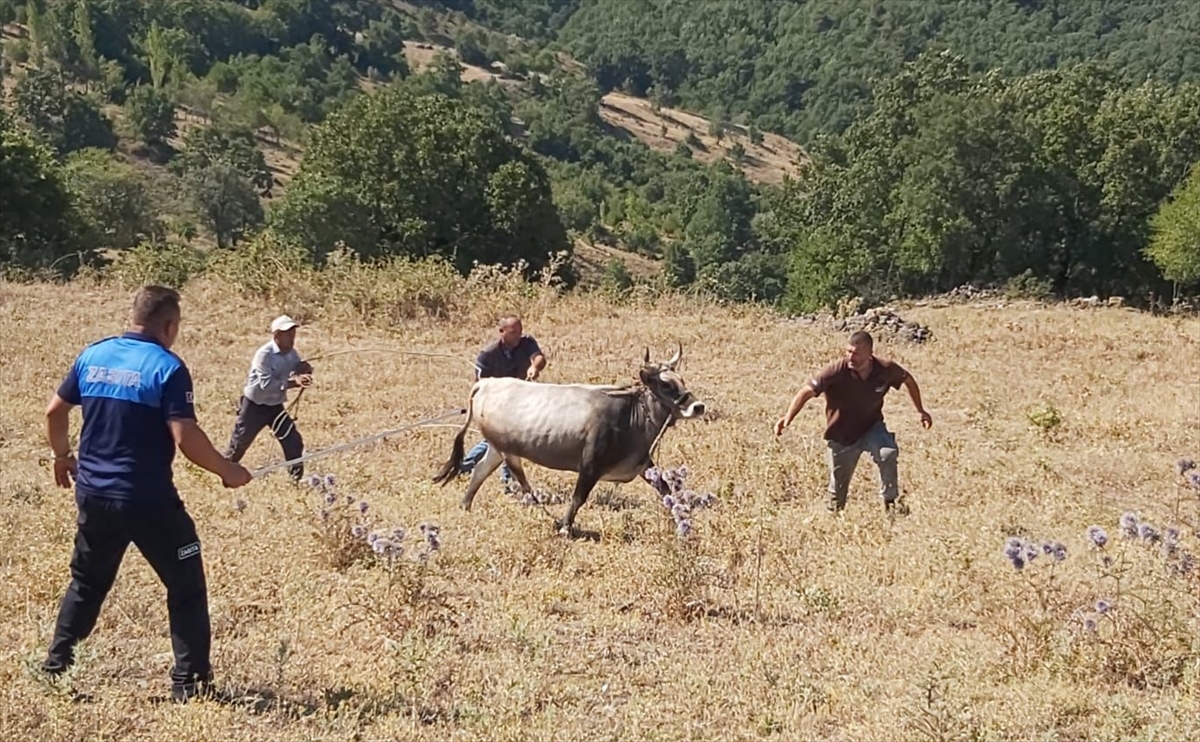 Kurban Bayramı'nda kaçtıktan 25 gün sonra yakalanan ineği “Ahbap” satın aldı