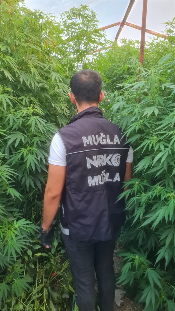 Muğla'da kenevir yetiştirmek için sera kurulan evde yakalanan 2 zanlıdan 1'i tutuklandı