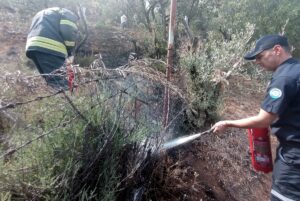 MUĞLA (AA) – Muğla'nın Menteşe ilçesinde ağaçların da bulunduğu otluk