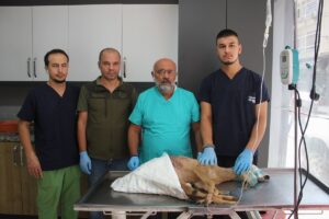 ORDU (AA) – Ordu'nun Ünye ilçesinde yaralı halde bulunan karaca