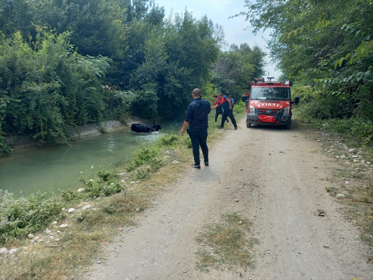 Osmaniye'de sulama kanalına düşen inek, kepçe yardımıyla kurtarıldı