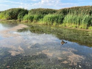VARŞOVA (AA) – Polonya'nın Oder Nehri'ndeki toplu balık ölümlerinin gizemini