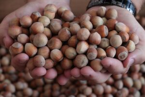 SAKARYA (AA) – Sakarya'da toplanmaya başlanan fındığın ilk alımı yapıldı.