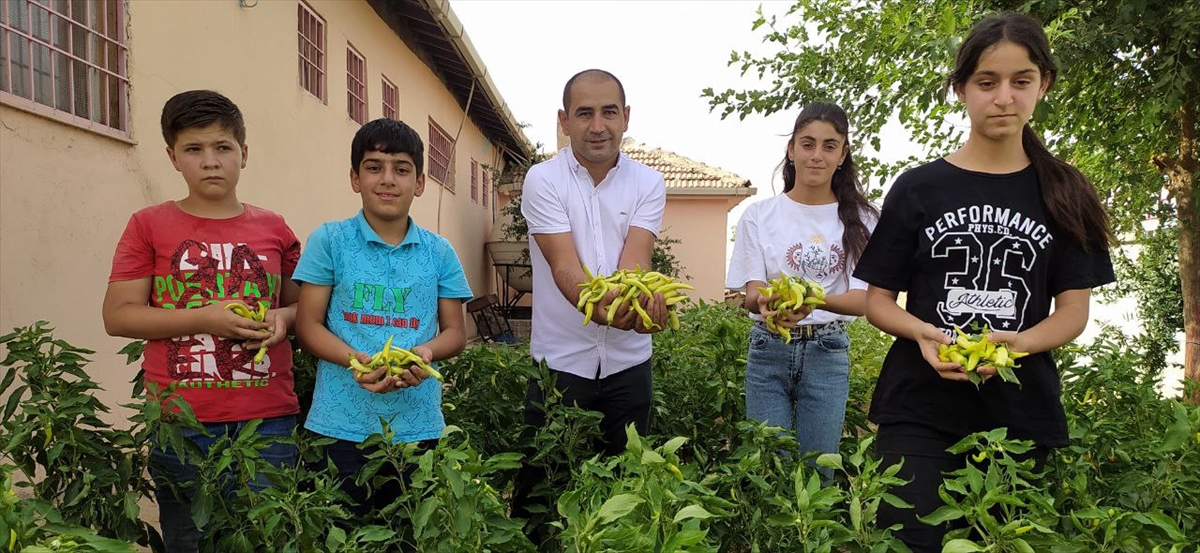 Şırnak'ta okul bahçesinde yetiştirilen sebzeler ihtiyaç sahiplerine dağıtılıyor