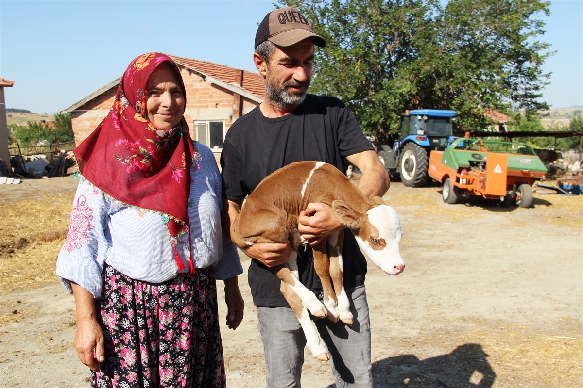 Tekirdağ'da 5 kilogram doğan buzağı sahibinin anne şefkatiyle yaşama tutundu