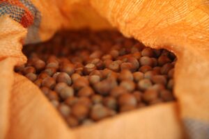 ORDU (AA) – Toprak Mahsulleri Ofisi (TMO), Ordu'da fındık alımına