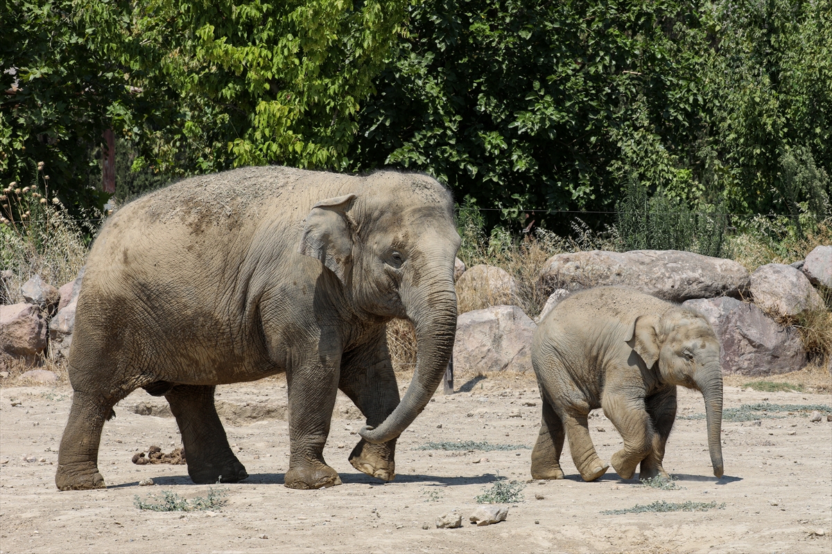 Türkiye'nin ilk fil ailesine İzmir Doğal Yaşam Parkı'nda özenle bakılıyor