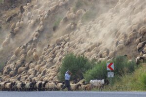 VAN (AA) – Yaz döneminde Güneydoğu Anadolu Bölgesi'ndeki illerden Van'daki