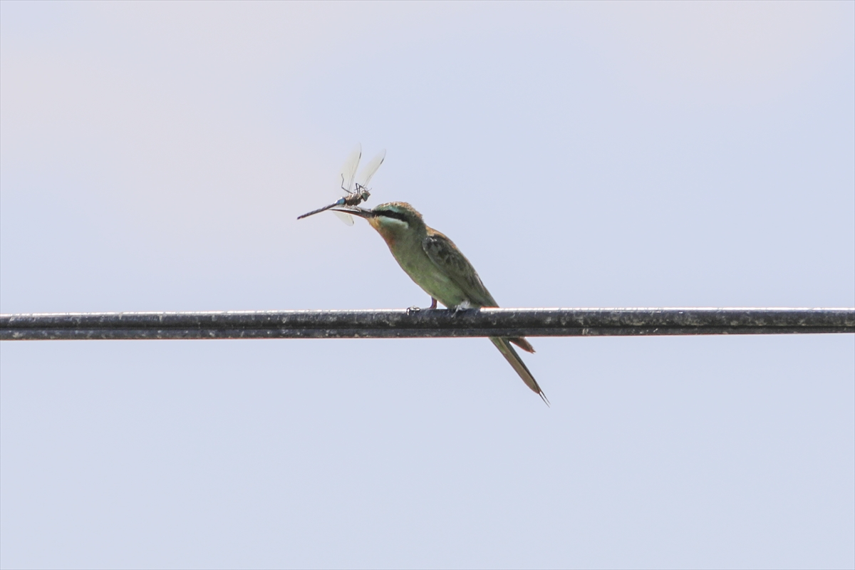 Yeşil arı kuşunun beslenme anı kameraya yansıdı