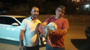 ADANA (AA) – Adana'nın Kozan ilçesinde bitkin halde bulunan yılan