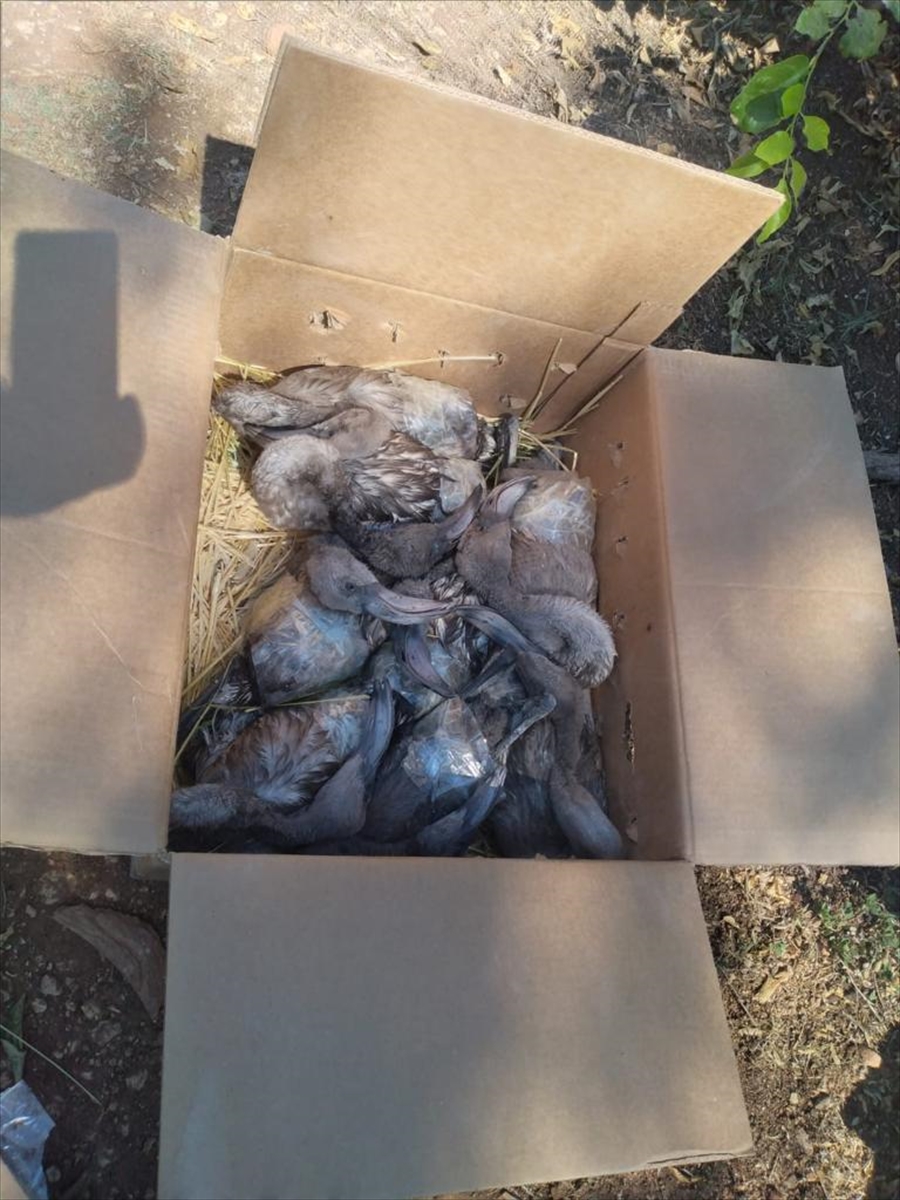 Aksaray'dan yolcu otobüsüyle Mersin'e gönderilen 47 flamingodan 26'sı telef oldu