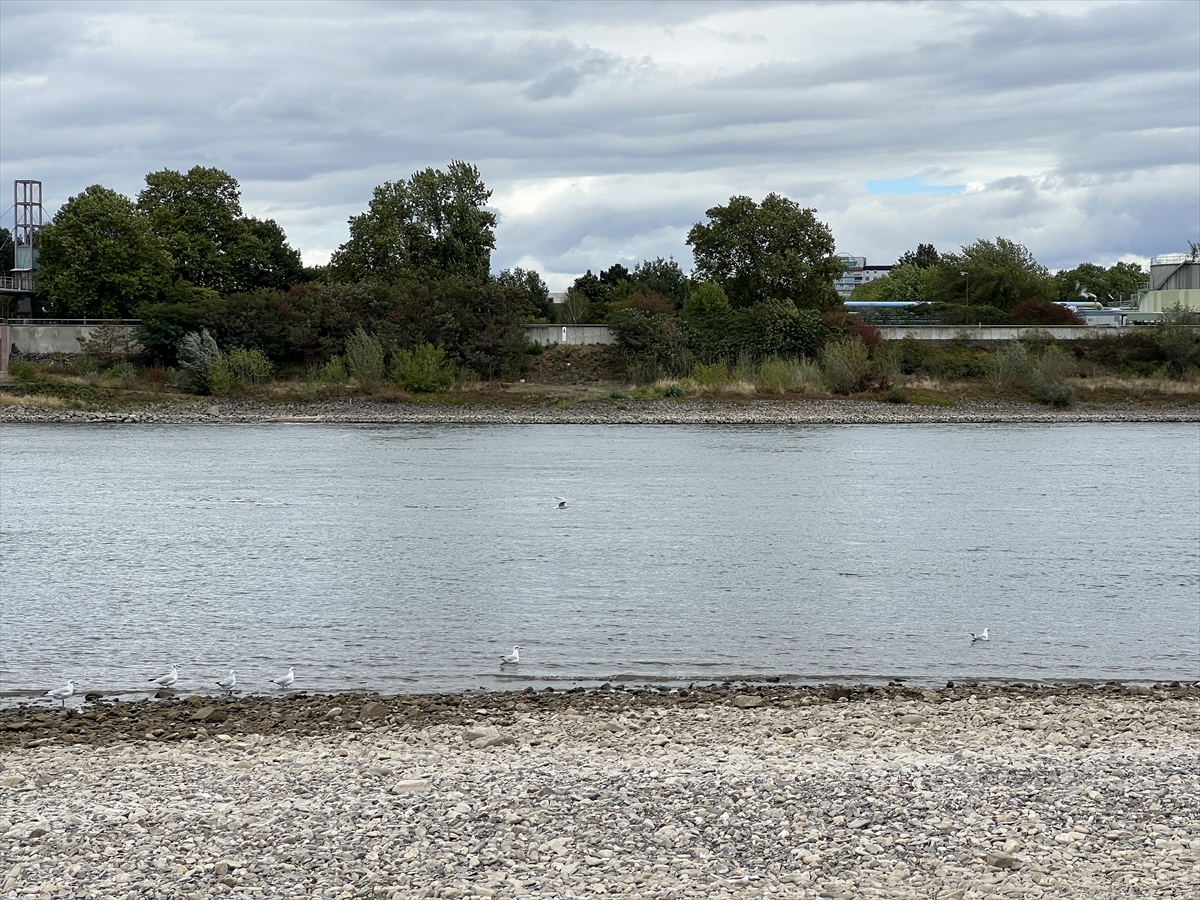 Almanya'da Türk baba ile çocuğu Ren Nehri'nde boğuldu