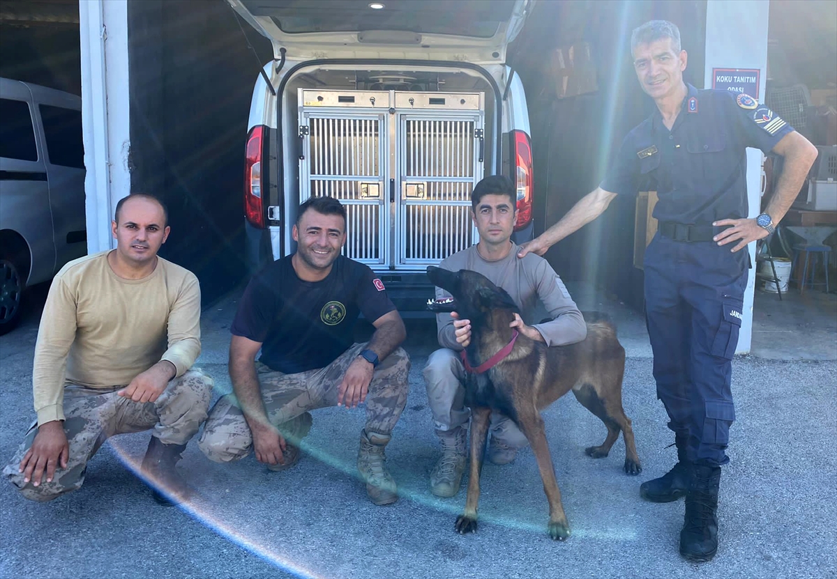 Antalya'da sokaktan kurtarılan köpek jandarmayla operasyonlara katılacak