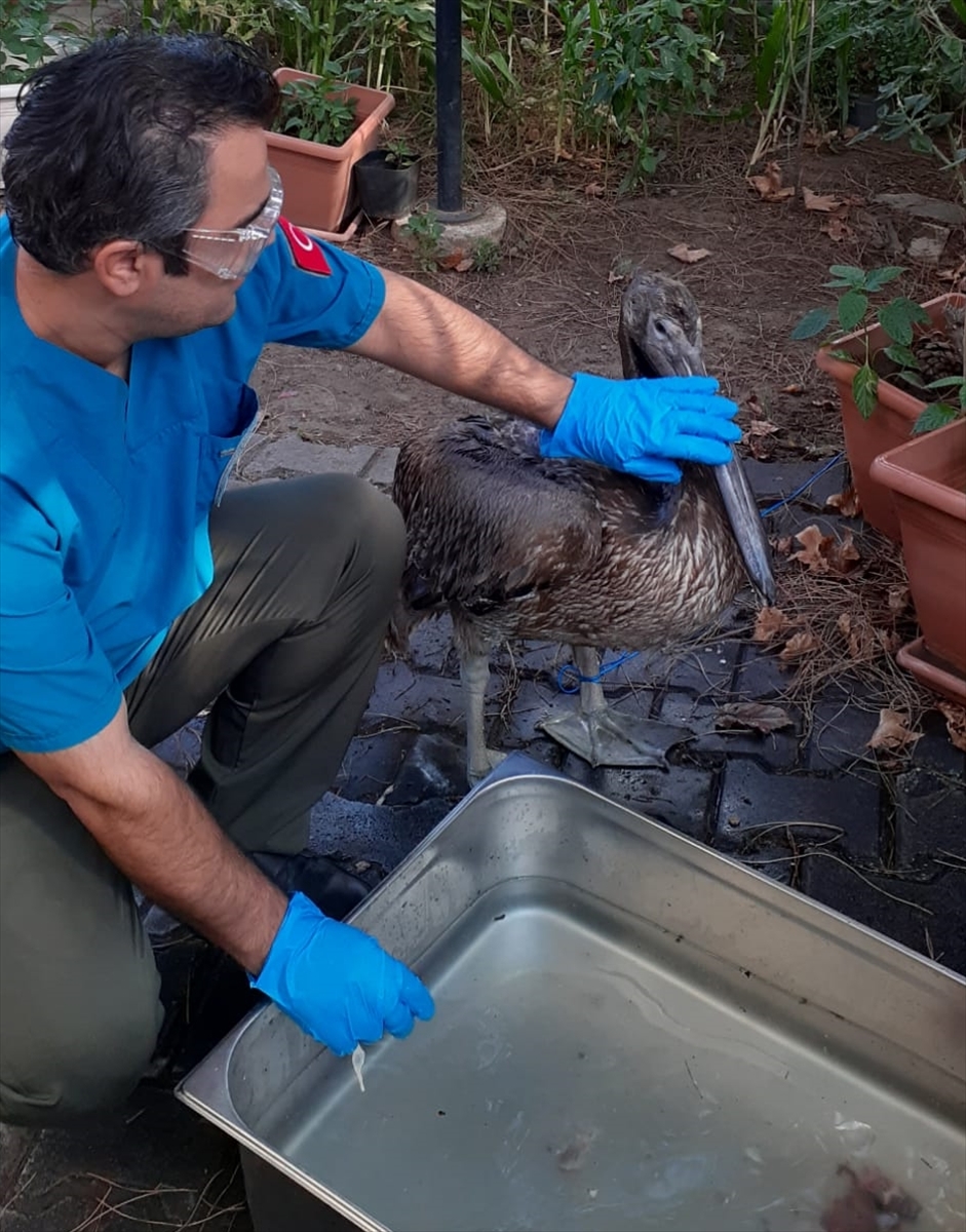 Balıkesir'de bitkin bulunan ak pelikan bakımının ardından doğaya bırakılacak
