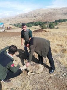 BAYBURT (AA) – Bayburt'ta, kurtların saldırdığı 12 küçükbaş hayvan telef